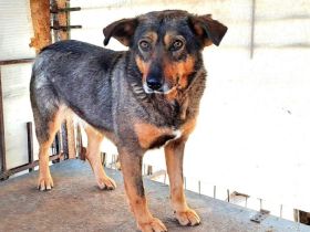 Hallo, ich bin Kuki und suche ein einfühlsames Zuhause.