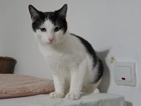 Kater Miro - der kleine Mechaniker