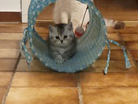 Sehr süßes und anhängliches Katzenmädchen.