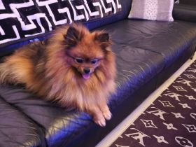 2 Welpen Pomeranian Boo Rüden