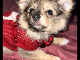 Chihuahua pomeranian Mix