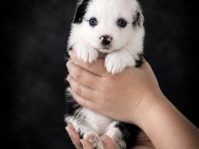 Miniature Australian Shepherd Welpen mit Papieren
