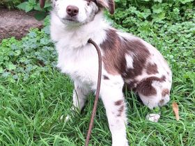 Mini Miniature Australian Shepherd Welpen mit Papieren