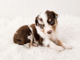 Miniature Australian Shepherd Welpen mit Papieren