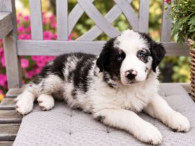 Miniature Australian Shepherd Welpen mit Papieren
