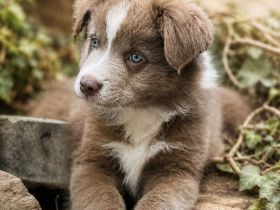 Miniature Australian Shepherd Welpen mit Papieren