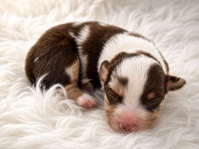 Miniature Australian Shepherd Welpen mit Papieren