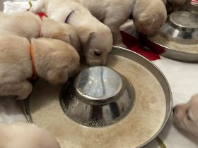 Labrador blond ( Raketen ) 4 Rüden suchen noch