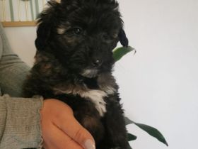 Welpen Doodle Tibet Zwergpudel Welpen Pudel AUSZUGSBEREIT