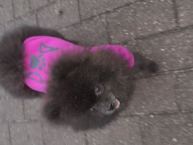 Pomeranian zwergspitz