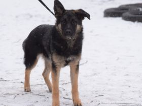 Larissa, junge, lebhafte Deutsche Schäferhündin (Mix), 56 cm, kastriert, stubenrein