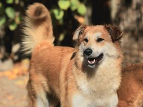 Mali -  möchte Einzelprinzessin werden