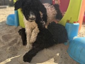 Königspudel: Harlekin und Schwarz!