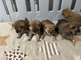 Shiba Inu Welpen zum Verkaufen