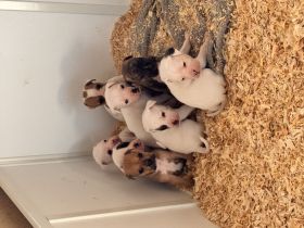 4 Mischlingswelpen suchen ab März ein liebevolles Zuhause