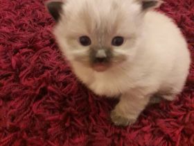 Ragdoll Kitten, reinrassig, bildhübsch, zuckersüß