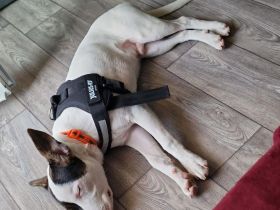 American bully schäferhund Mischling