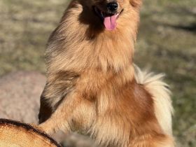 Reinrassige Mittelspitz Welpen aus VDH-Zucht