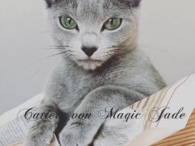 Russisch Blau von Magic Jade