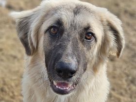 Remus Lupin, geb. ca. 12/2023, lebt in GRIECHENLAND, im städt. Tierheim Serres