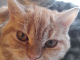 Selkirk Rex Adventure Cat