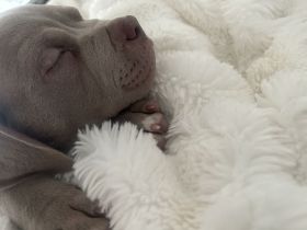 Labrador/ Weimaraner