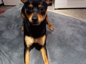 Wurfankündigung Zwergpinscher/ Prager Rattler