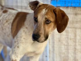 Josha - Dein Prinz Charming?