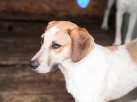 Josha - Dein Prinz Charming?