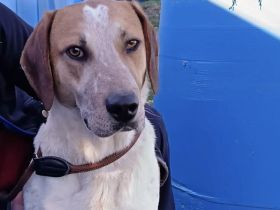 Josha - Dein Prinz Charming?