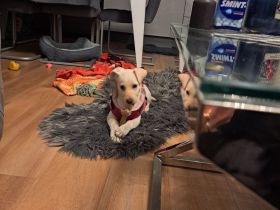 Labrador Hündin Luna