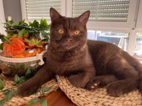 Samtweicher Schkobrauner BKH Deckkater