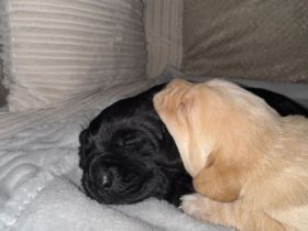 Letzter Wurf Labradorwelpen