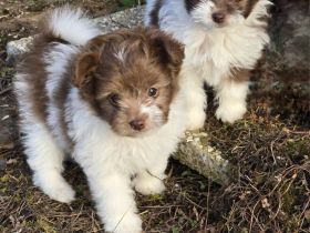 Unsere Teddy Pomapoo sind kleine Zwerge, die Sie mit ihrer Anmut verzaubern möchten
