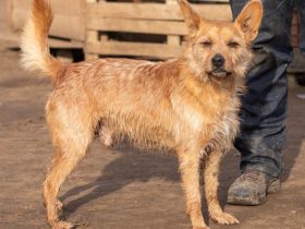 Figaro sucht seine Menschen, die ihm das Wasser reichen können