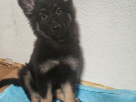 Liebevolle Deutsche Schäferhund Welpen suchen ein neues Zuhause