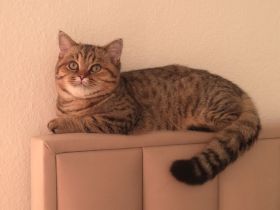 BKH Deckkater erfahren&liebevoll