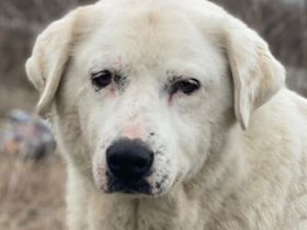 Sanni, geb. ca. 08/2018, lebt in GRIECHENLAND, im städt. Tierheim Serres