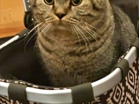 Ein hübscher Deckkater Timo sucht eine Katzendame