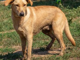 Manuel, großer Bursche, aber unheimlich lieb