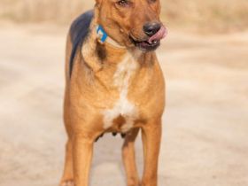 Zsoka, sucht eine starke Familie