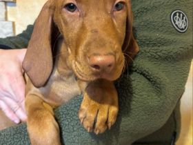 Reinrassige ungarische Vizsla-Welpen