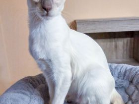 nur noch 1 Hübscher Balinesen Katerchen sucht ein neues Zuhause