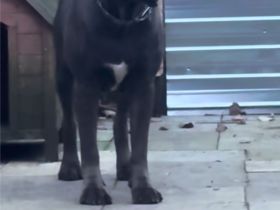Reinrassige Cane Corso Welpen erwarten ihr neues Zuhause 🐶