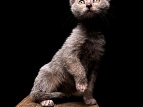 Lykoi Kater mit Papieren!