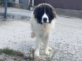 Hajo: sanfter Riese mit bewegender Vergangenheit