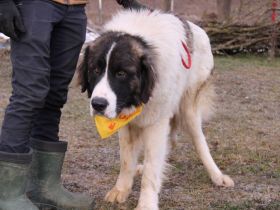 Hajo: sanfter Riese mit bewegender Vergangenheit