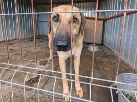 Ruhiges Zuhause für sensiblen Ludwig