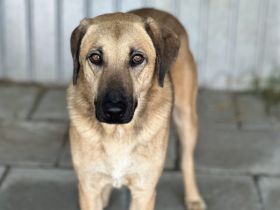 Ruhiges Zuhause für sensiblen Ludwig