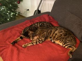 Bengal Katzen Gunstig Kaufen